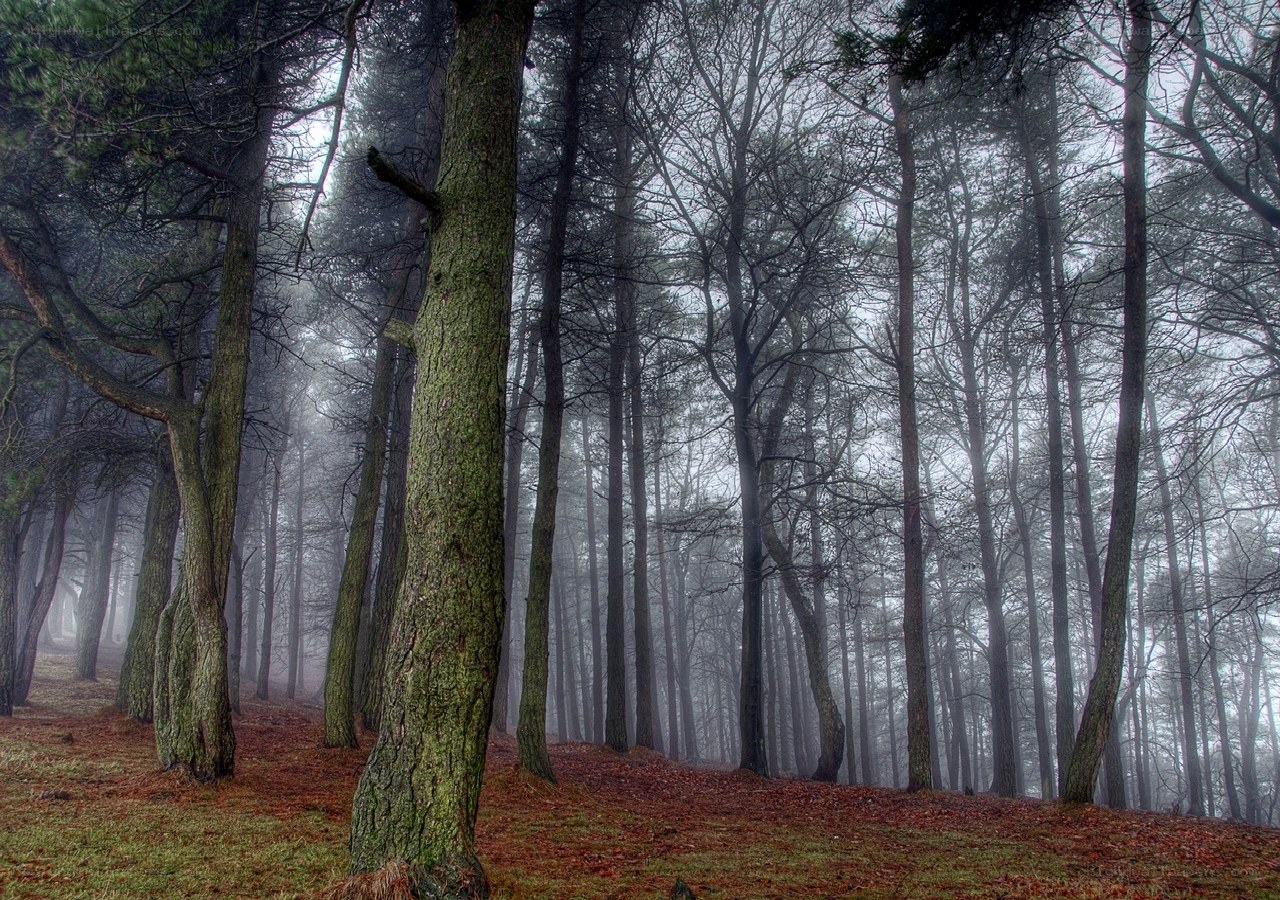 Misty forest with tall trees