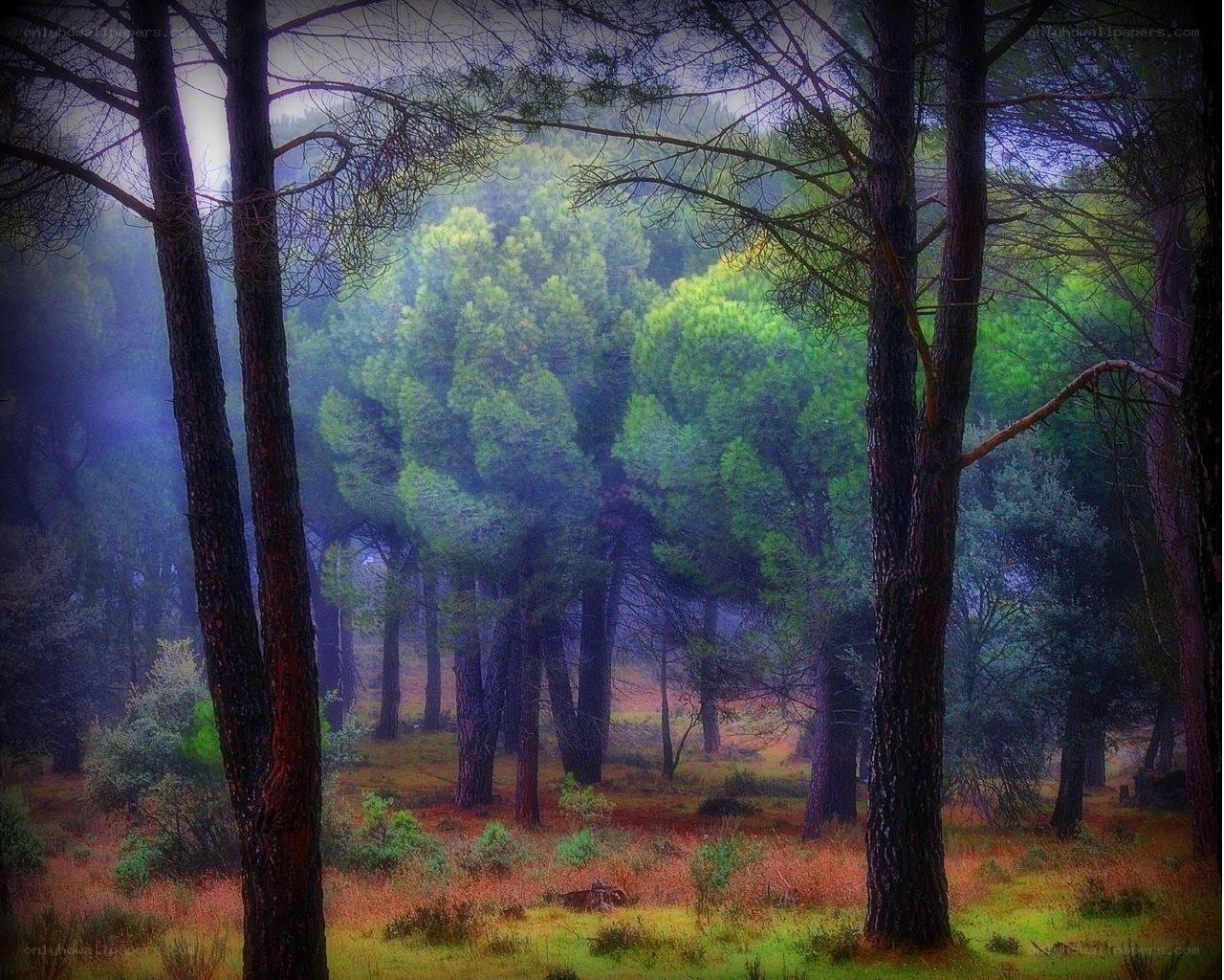 Misty forest with tall trees