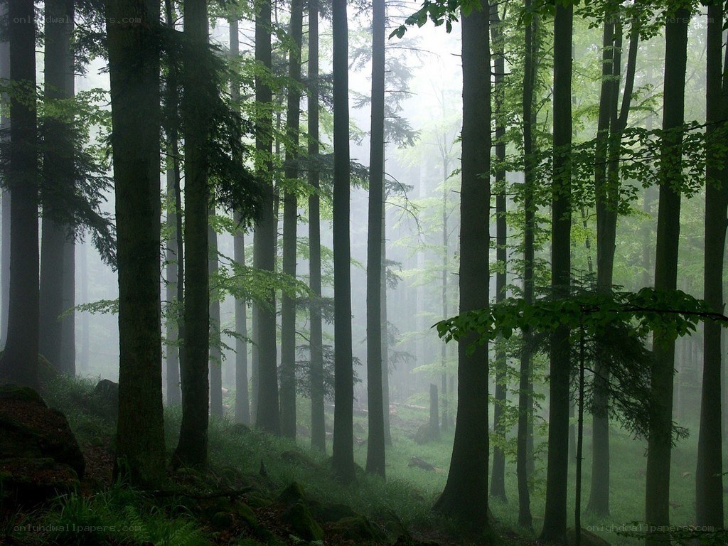 Misty forest with tall trees