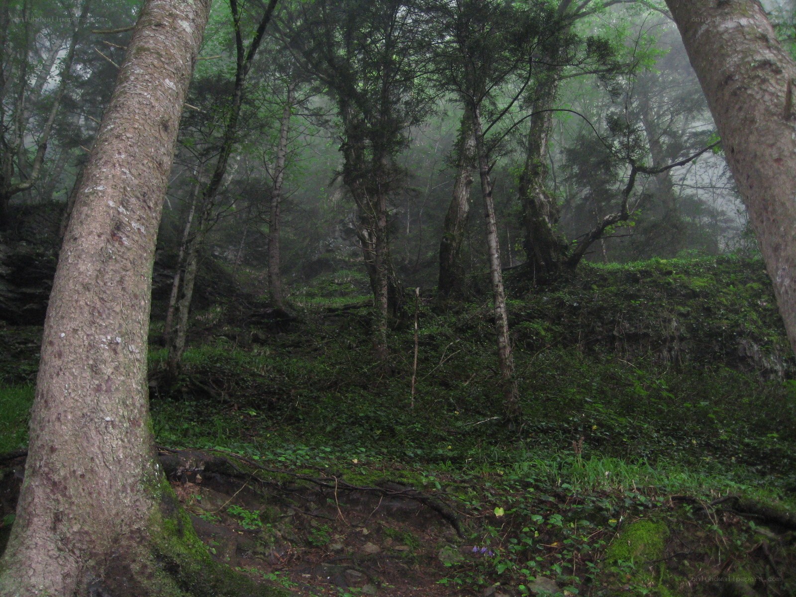 Misty forest with tall trees