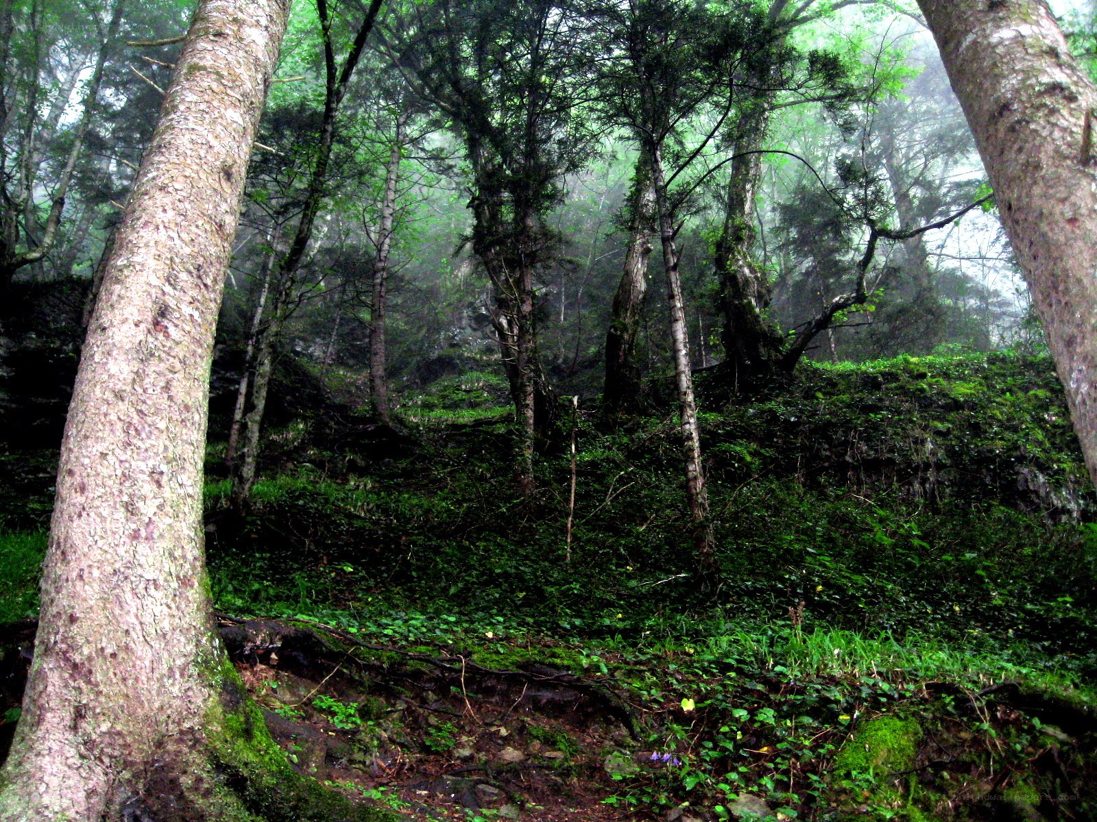 Misty forest with tall trees