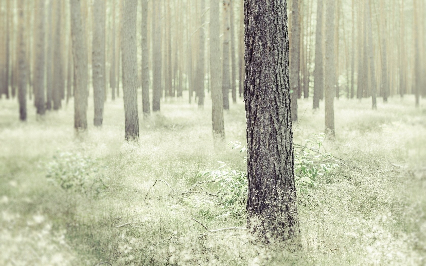 Misty forest with tall trees