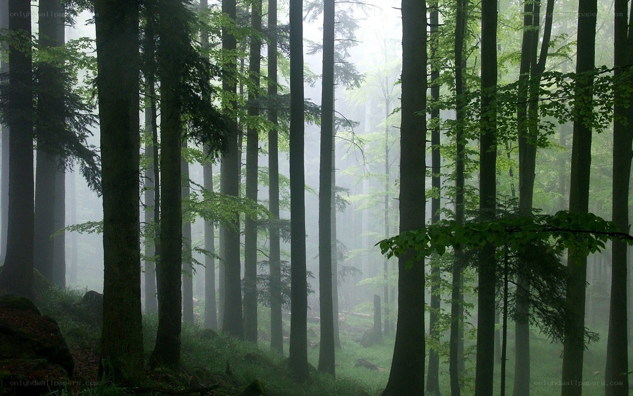 Misty forest with tall trees