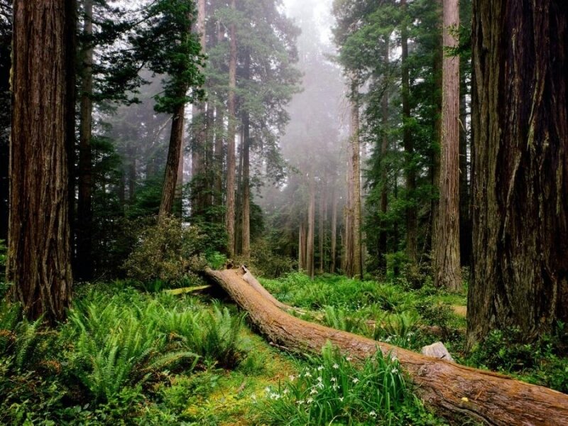 Misty forest with tall trees