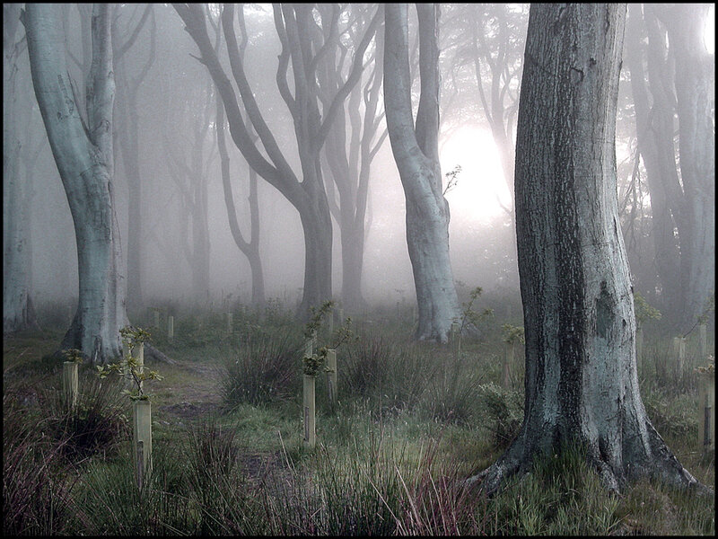 Misty forest with tall trees