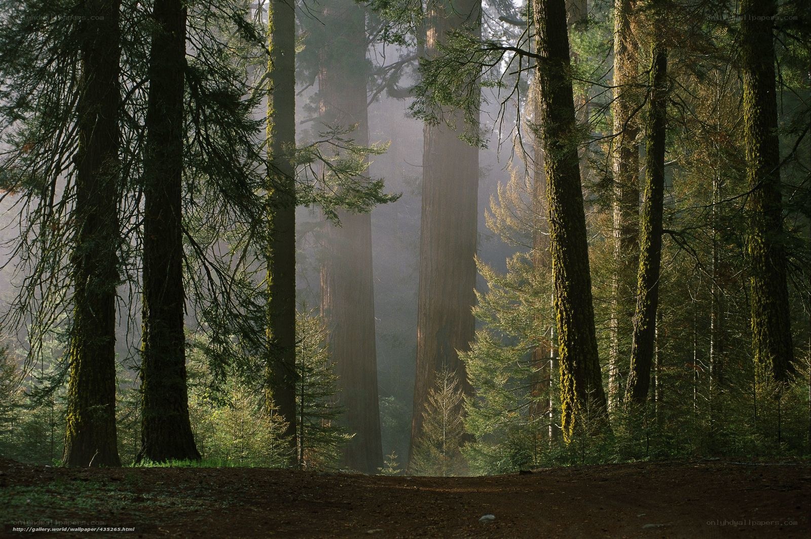Misty forest with tall trees