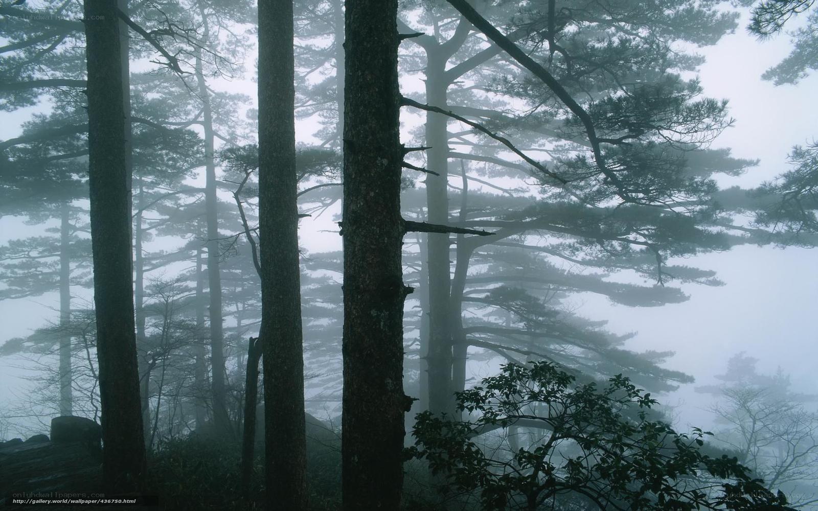 Misty forest with tall trees