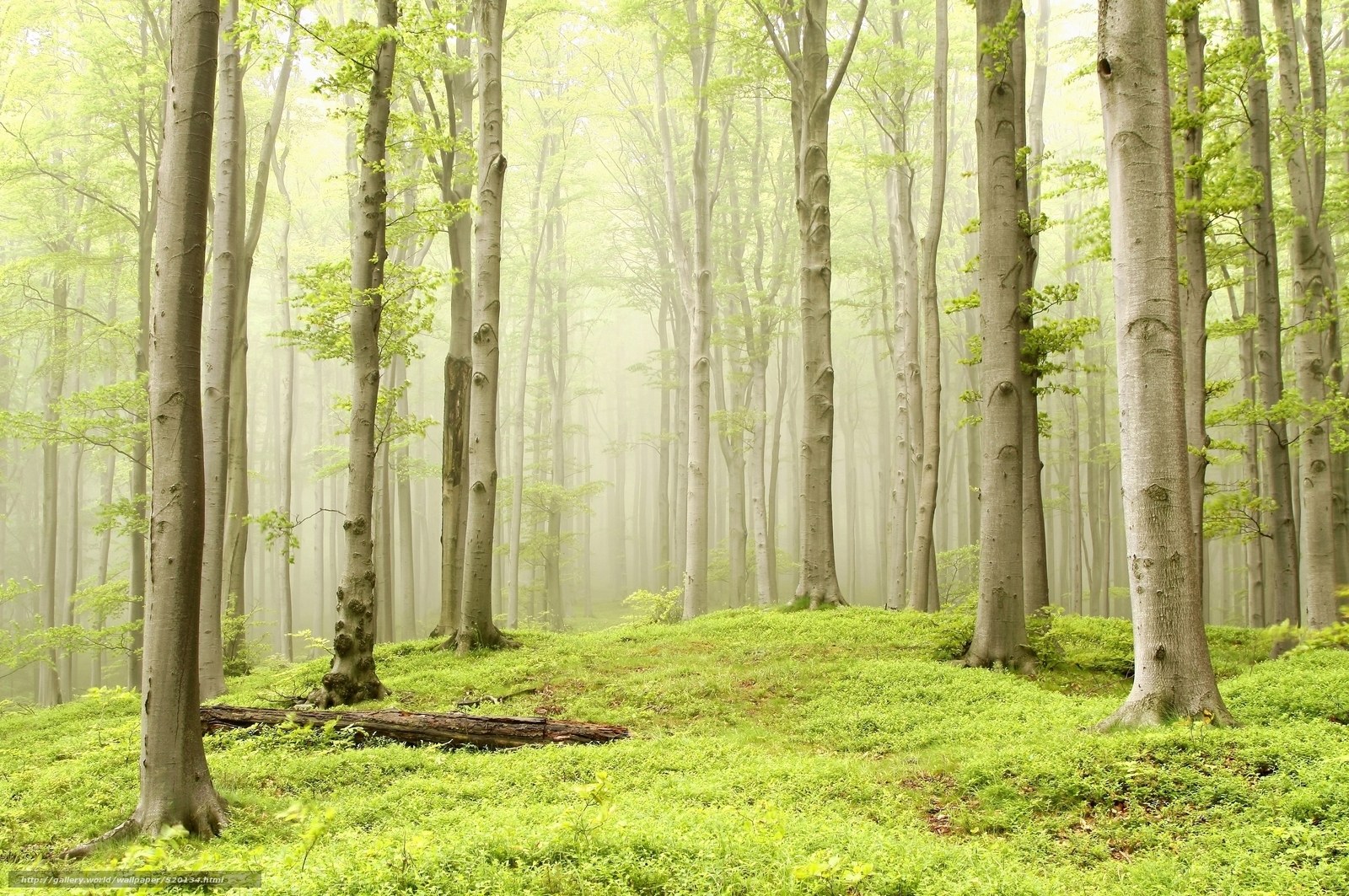 Misty forest with tall trees