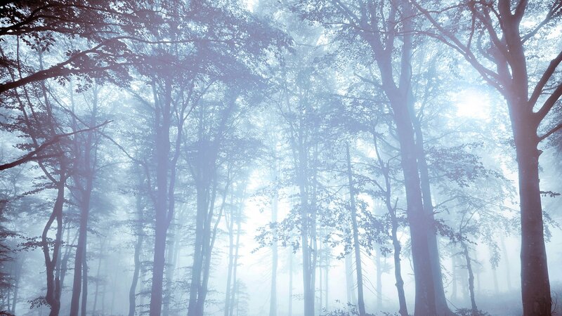 Misty Forest with Tall Trees — Blue