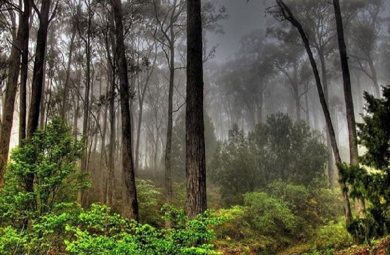 Misty Forest with Tall Trees — Green, Morning