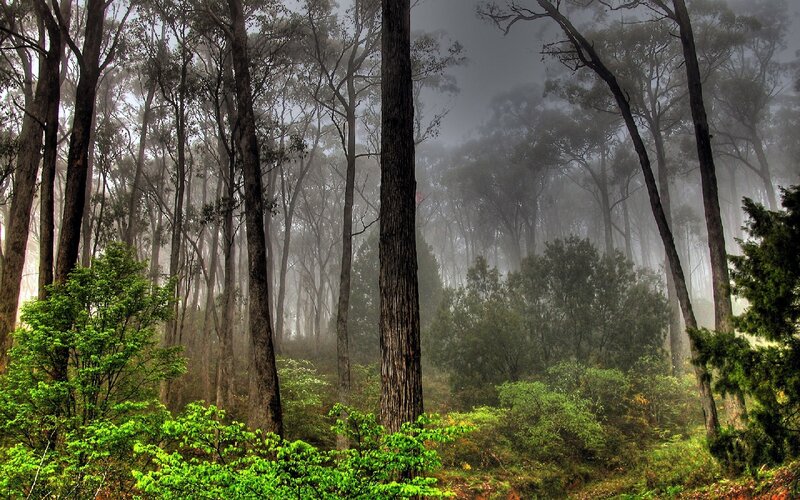 Misty Forest with Tall Trees — Green, Mysterious