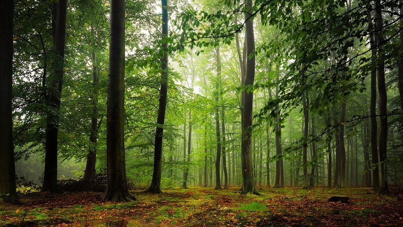 Misty Forest with Tall Trees — Green, Serene, Morning