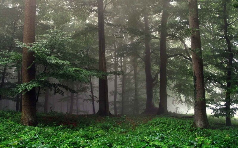 Misty Forest with Tall Trees — Green, Serene