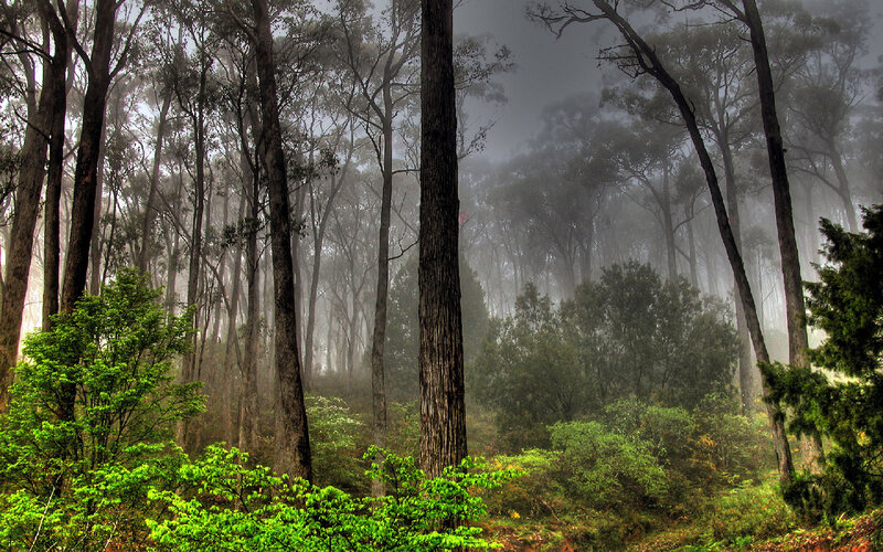 Misty Forest with Tall Trees — Morning