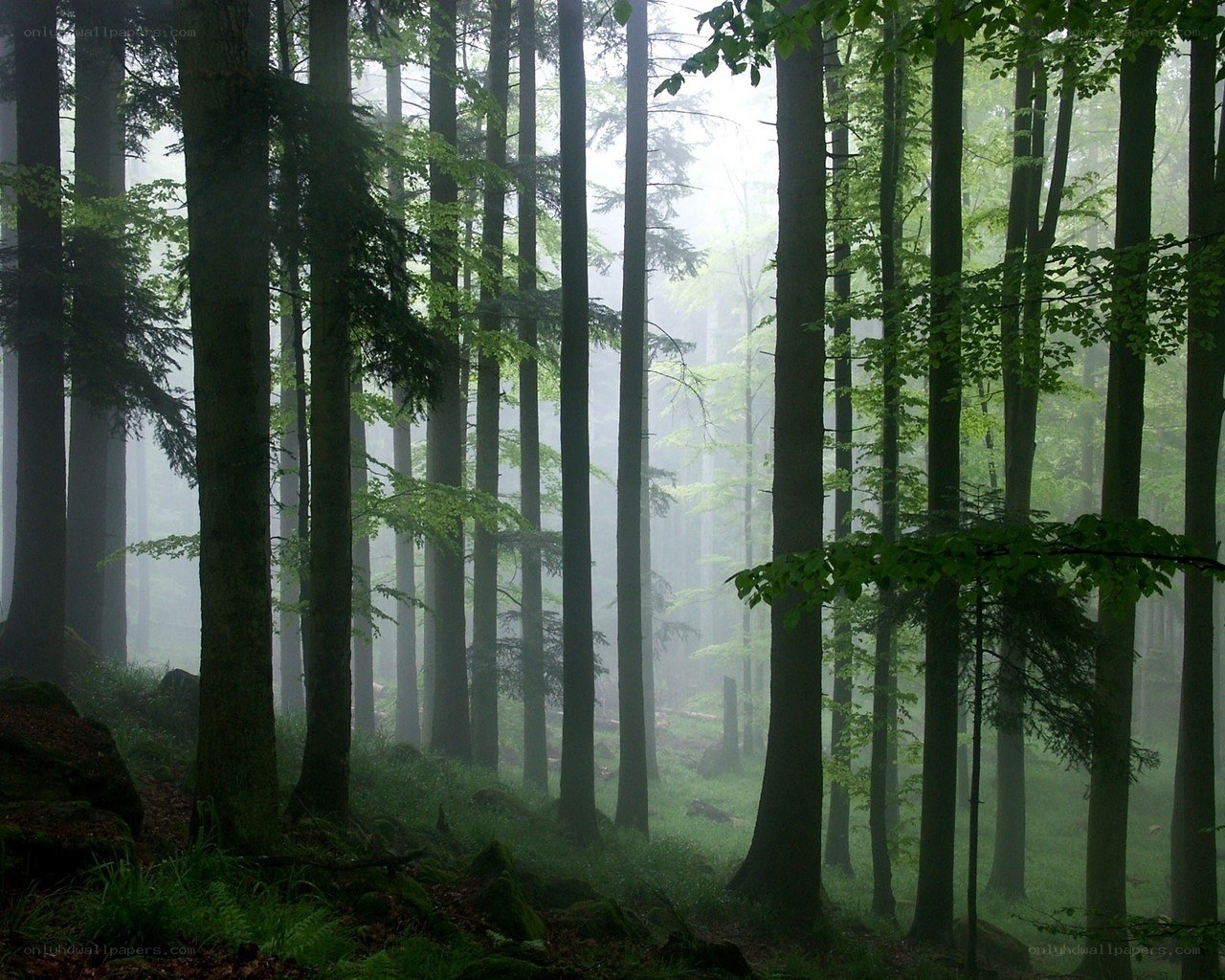 Misty forest with tall trees