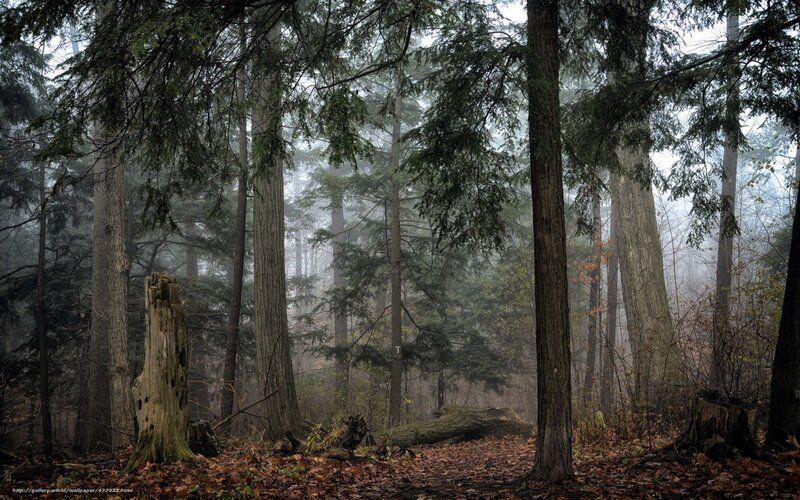 Misty Forest with Trees — Green, Moody, Misty
