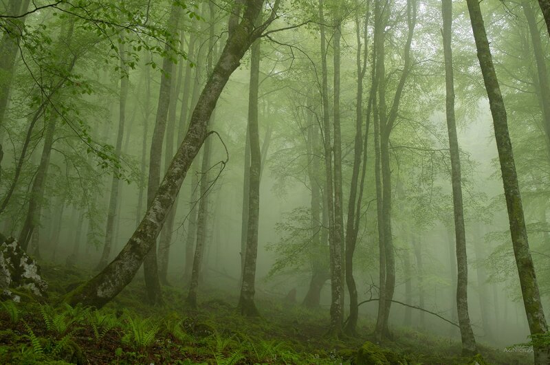Misty Forest with Trees — Green, Morning, Photograph, Fog
