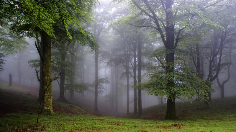Misty Forest with Trees — Green, Morning, Photograph