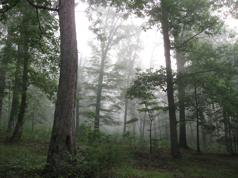 Misty Forest with Trees — Green, Morning