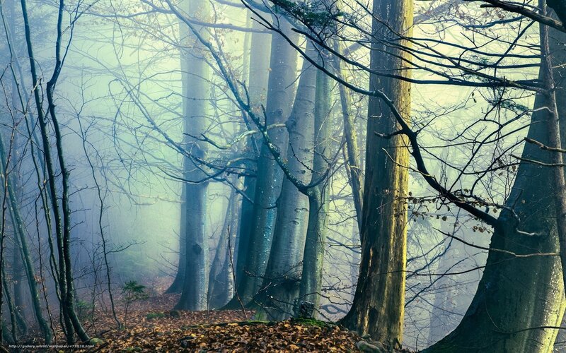 Misty Forest with Trees — Green, Mysterious, Autumn