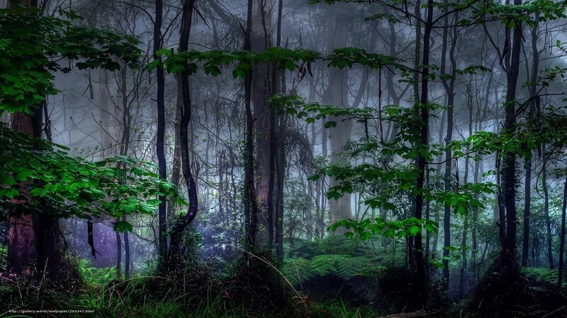 Misty Forest with Trees — Green, Mysterious, Morning, Photograph, Fog