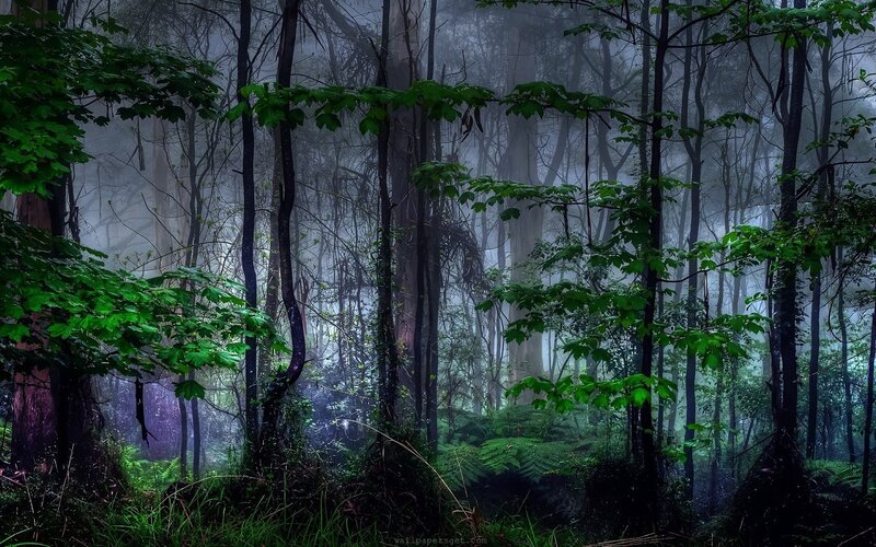 Misty Forest with Trees — Green, Mysterious, Morning