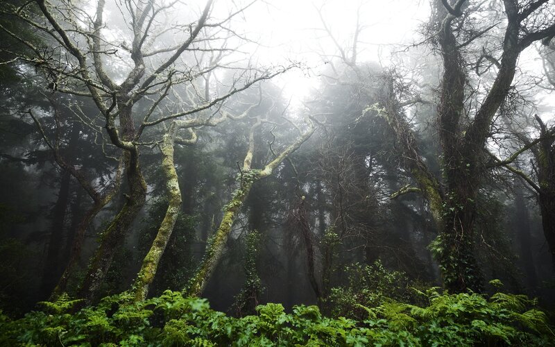 Misty Forest with Trees — Green, Mysterious, Photograph