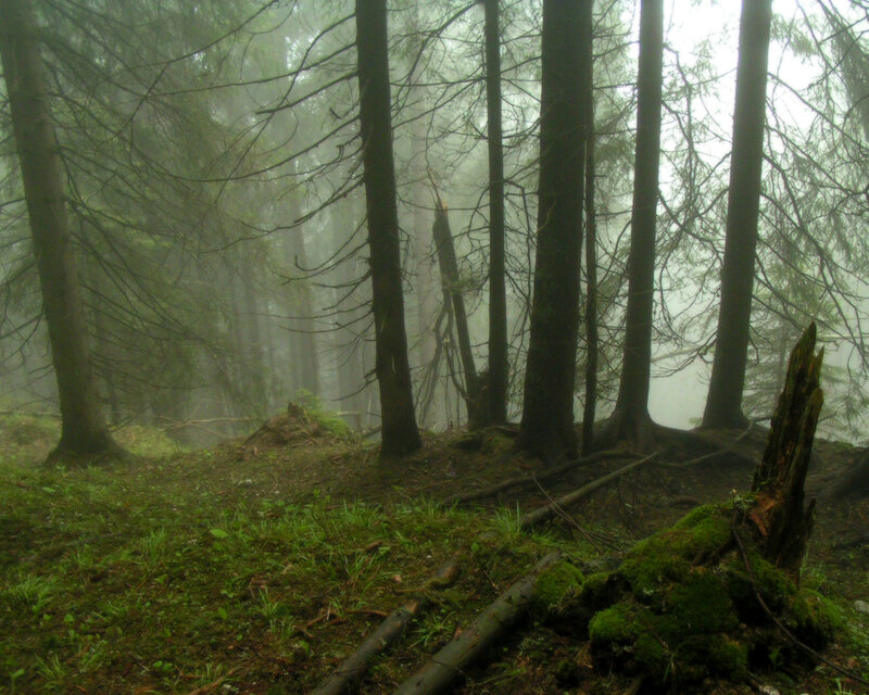 Misty Forest with Trees — Green, Photograph