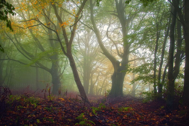 Misty Forest with Trees — Green, Serene, Autumn