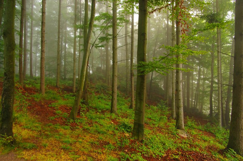 Misty Forest with Trees — Green, Serene, Morning, Photograph, Fog, Moss