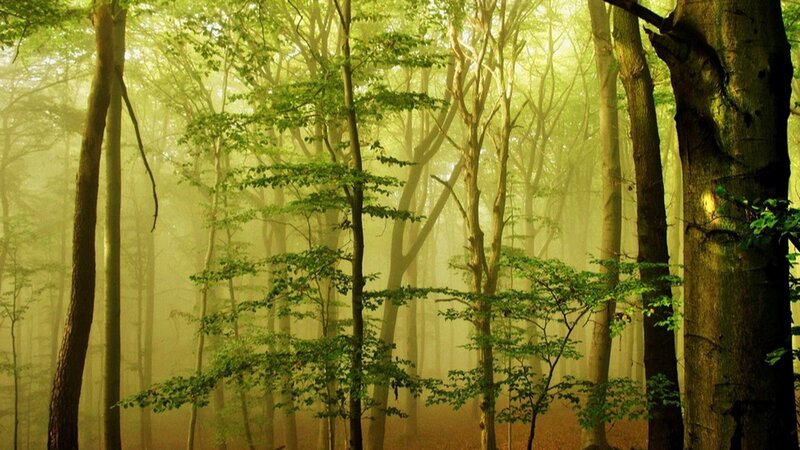 Misty Forest with Trees — Green, Serene, Morning, Photograph, Fog, Sunlight
