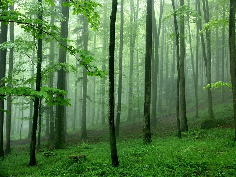 Misty Forest with Trees — Green, Serene, Morning, Photograph, Fog