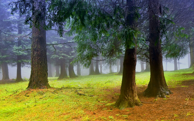 Misty Forest with Trees — Green, Serene, Morning