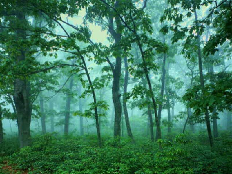 Misty Forest with Trees — Green, Serene