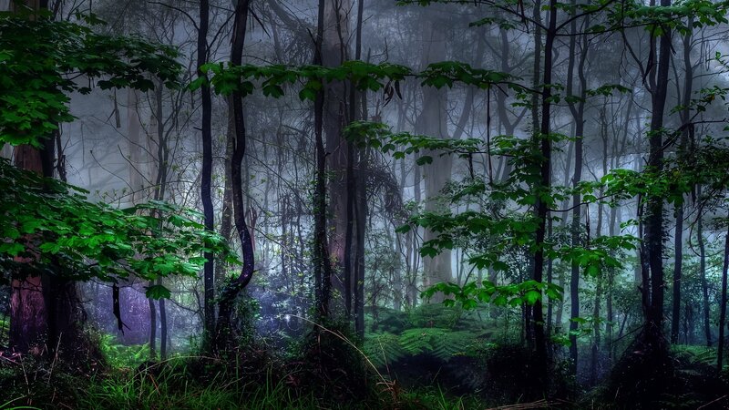 Misty Forest with Trees — Green