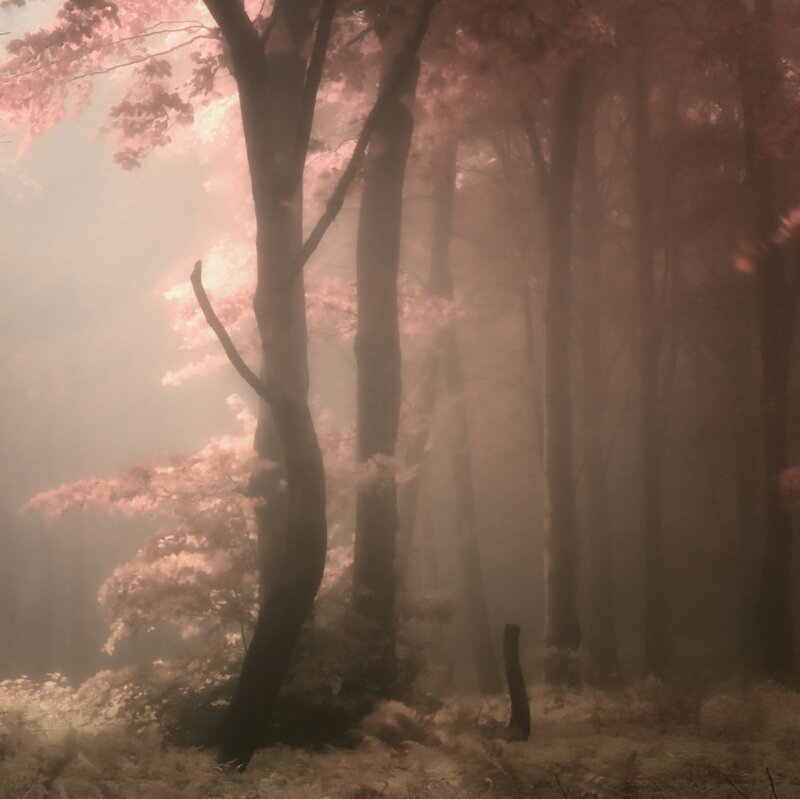 Misty Forest with Trees — Pink