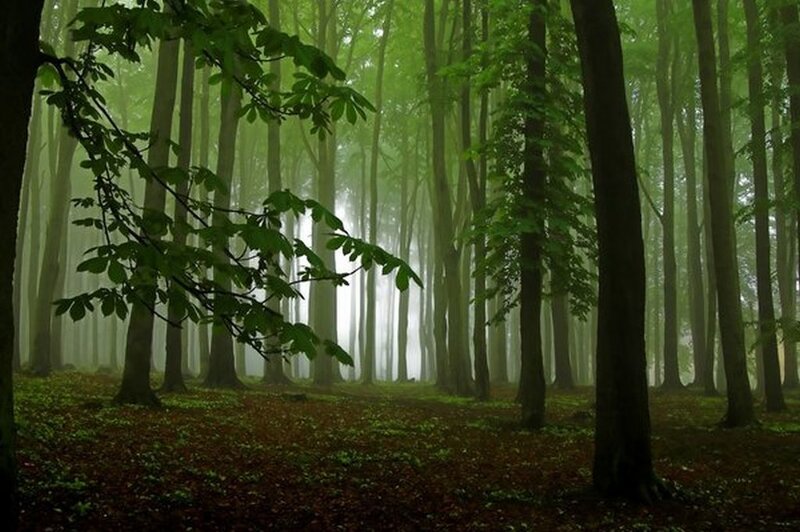Misty Forest with Trees