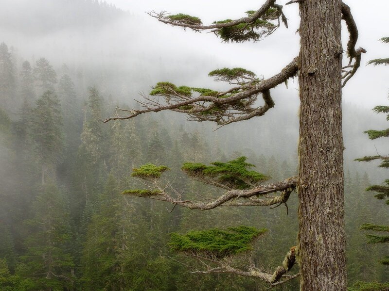 Misty forest with twisted tree