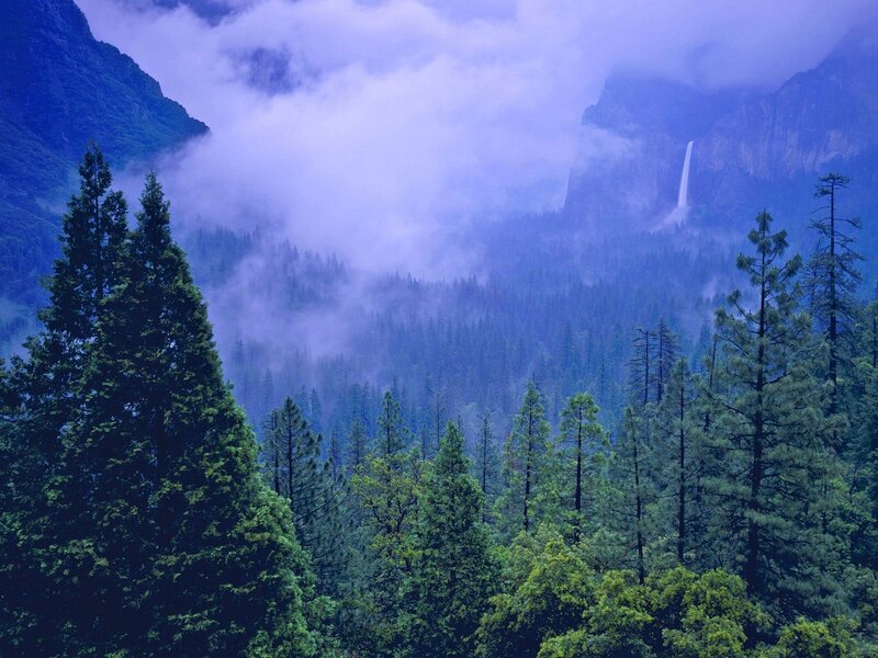 Misty forest with waterfall