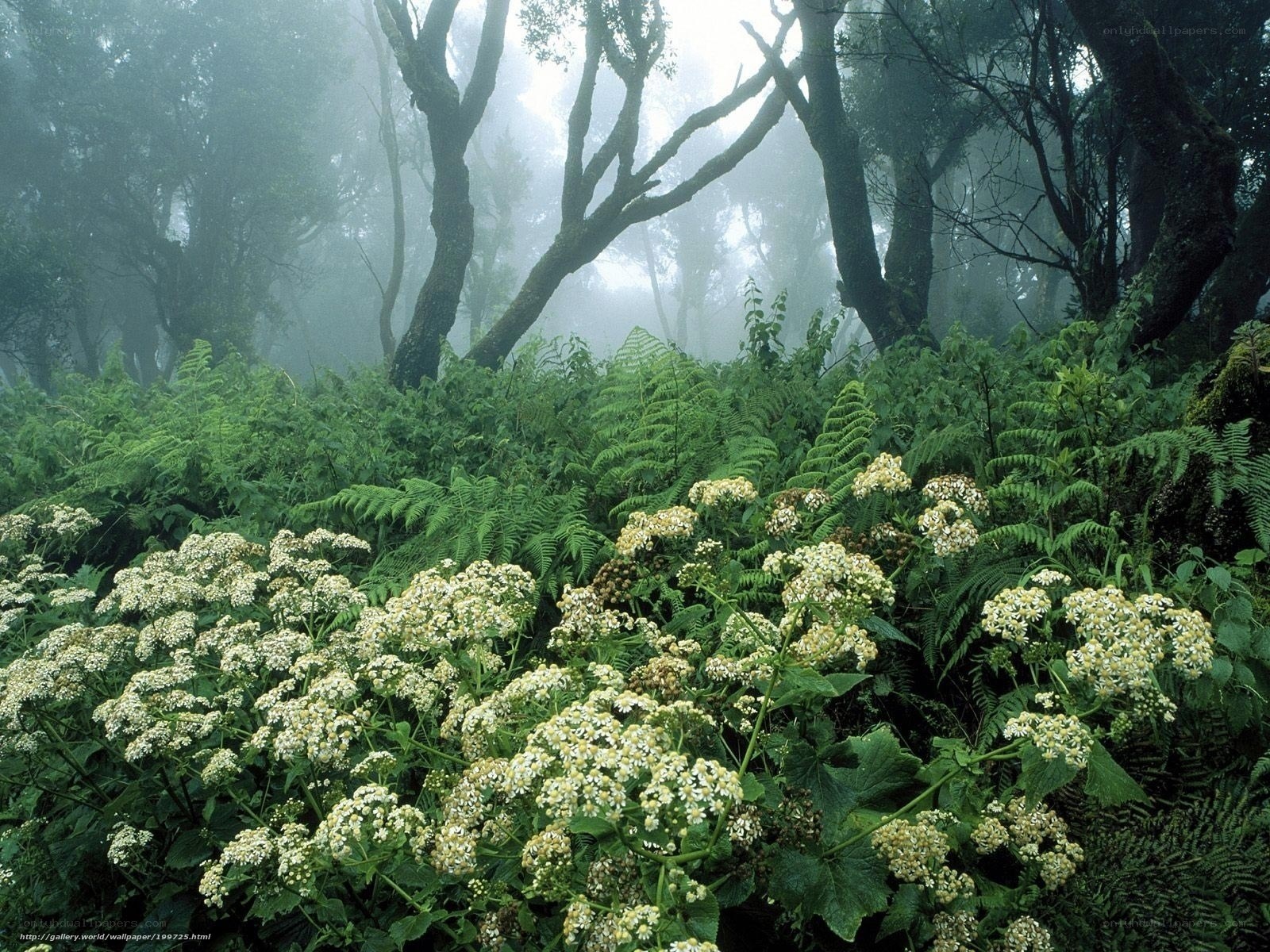 Misty forest with white flowers