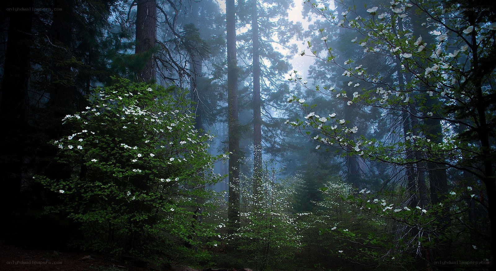 Misty forest with white flowers