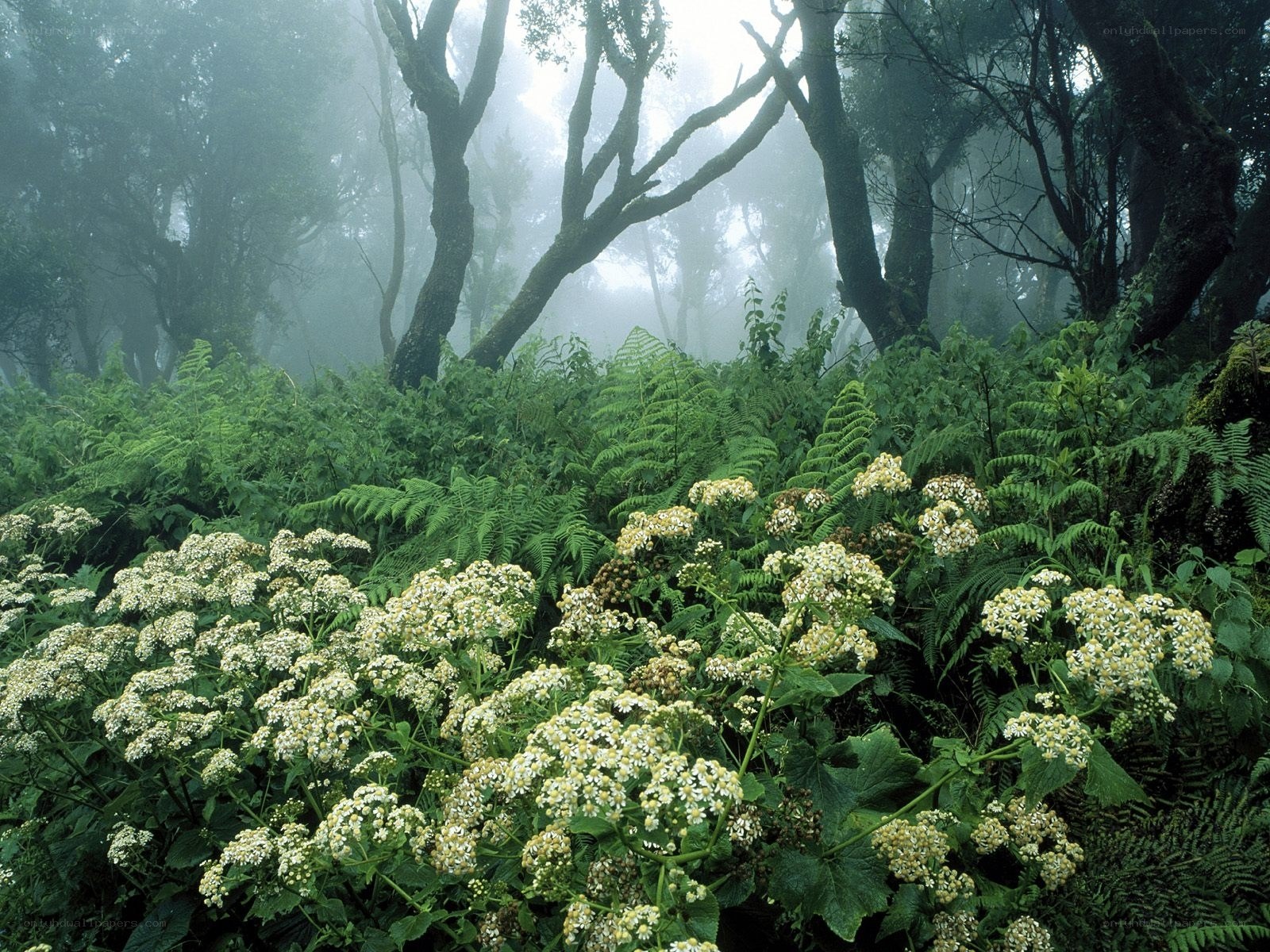 Misty forest with white flowers