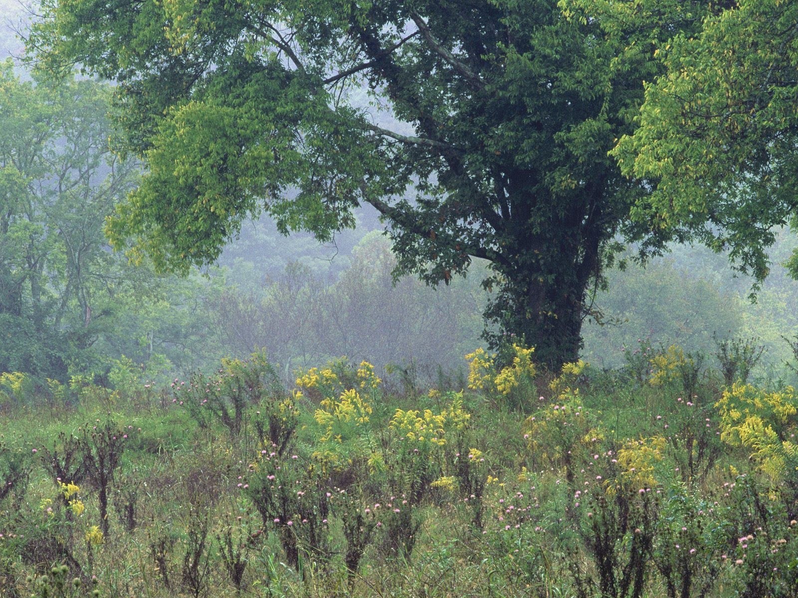 Misty forest with wildflowers