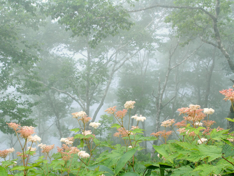 Misty forest with wildflowers