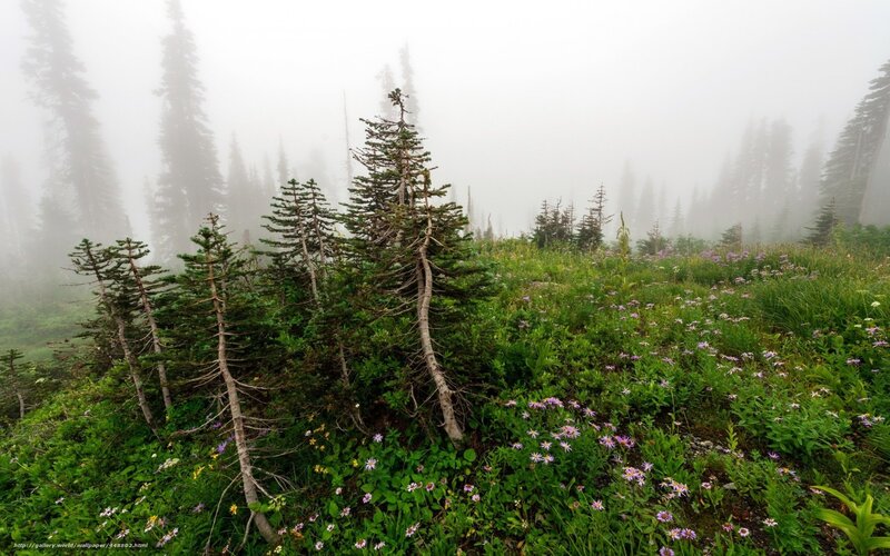 Misty forest with wildflowers