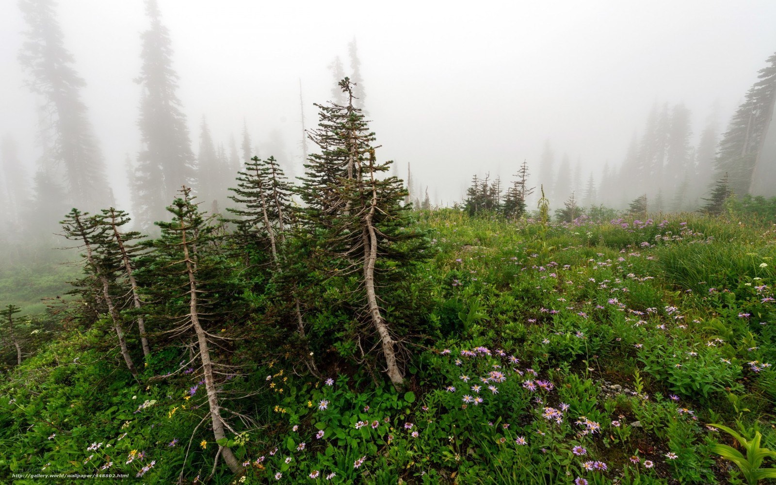 Misty forest with wildflowers