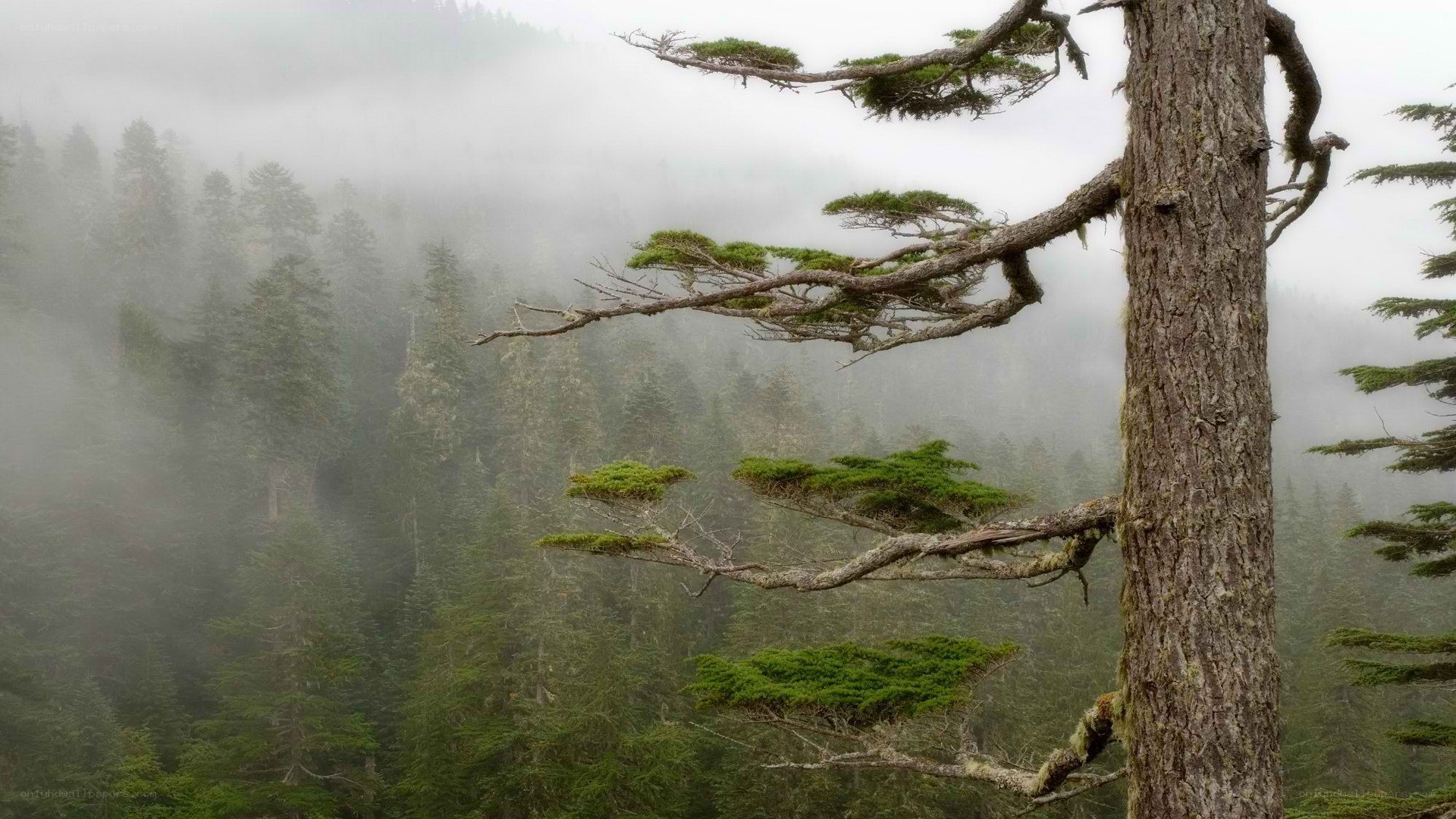 Misty forest with wind-sculpted trees