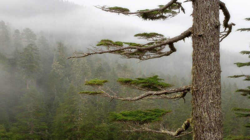 Misty forest with windswept tree