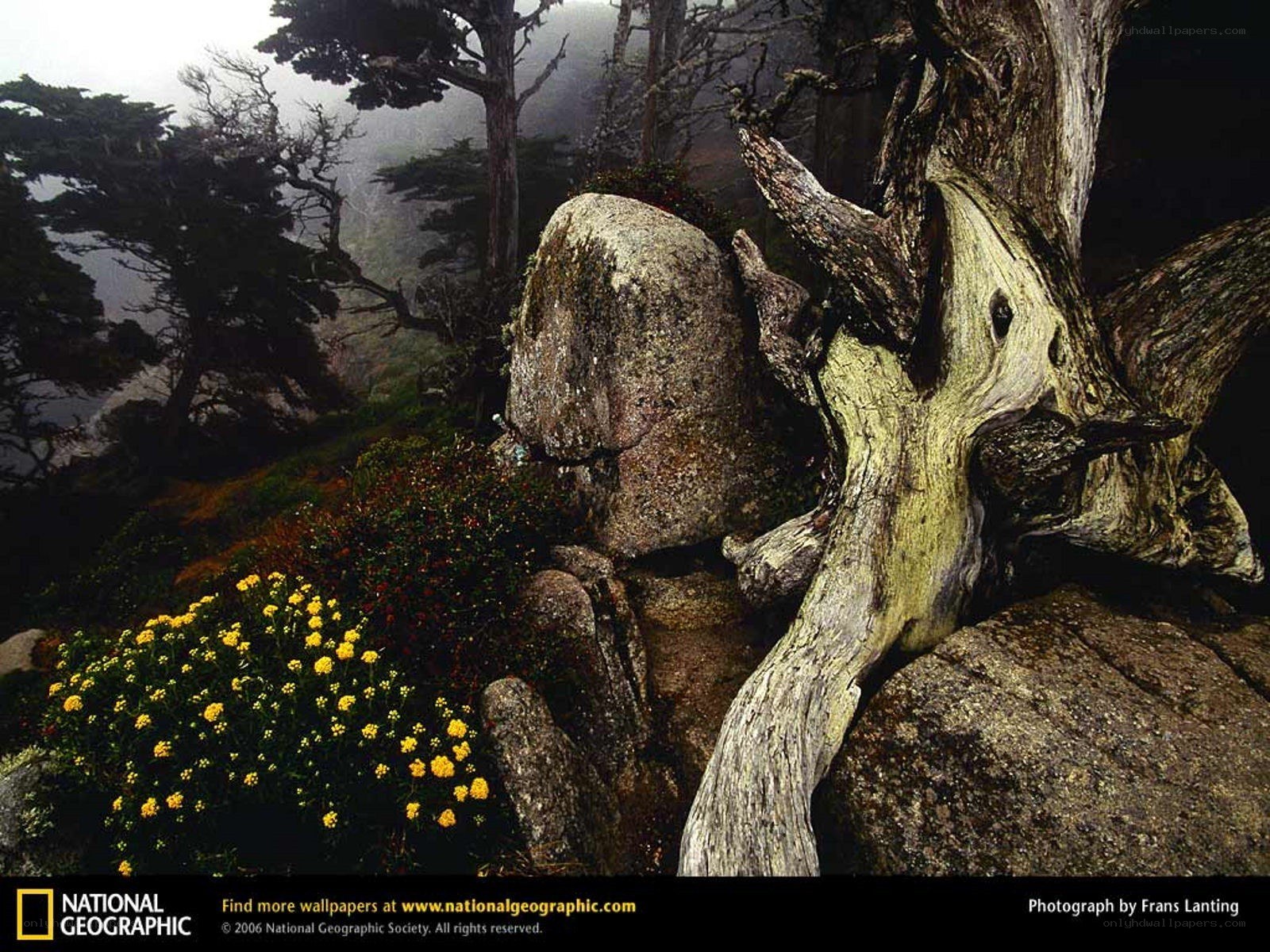 Misty forest with yellow flowers