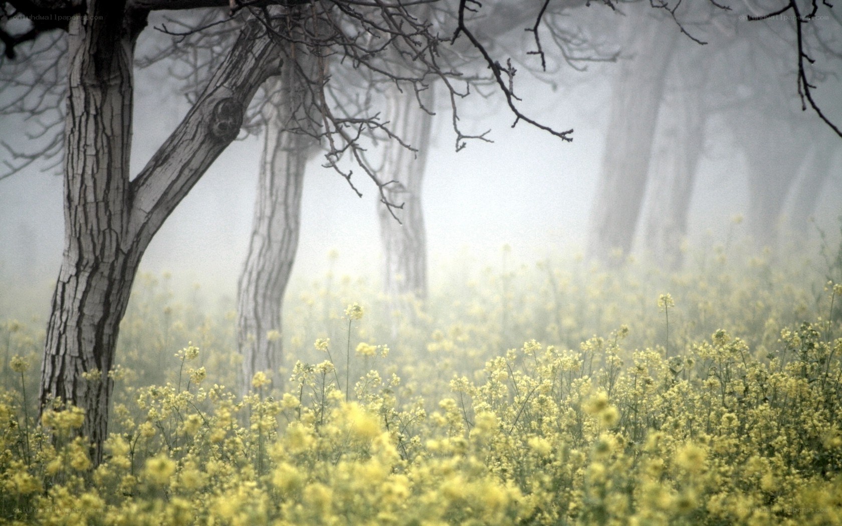 Misty forest with yellow flowers